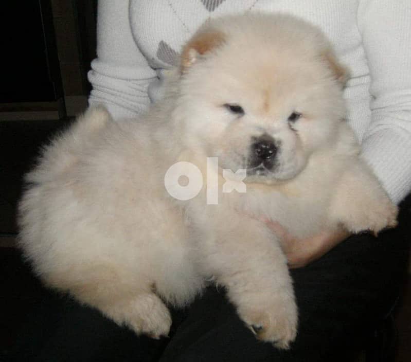 Whatsapp Me +966583921348 Chow Chow Puppies 1