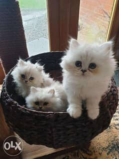 Beautiful Chinchilla Persian Kittens. 0