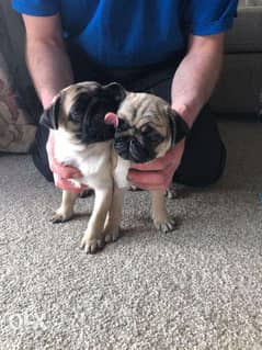 Pug Puppies male and a female 0