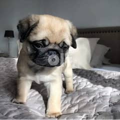 Pug male puppy  for sale 0