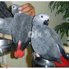 African Grey Parrots available WhatsApp +971522486054 0