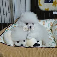 Male And Female Pomeranian Puppies. whatsapp me at +38670114404 0