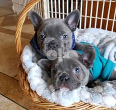 [whatsapp me at +38670114404]   Amazing  French Bulldog Puppies 0