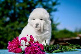 Beautiful Samoyed Pupppies 0
