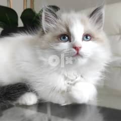 Adorable Ragdoll kittens looking for a good and caring home. 0