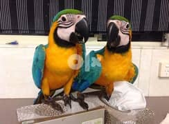Gold Macaws Cockertoo  Cage   : whatsapp number: +971 52 545 1339 0