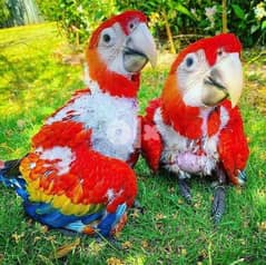 Gold Macaw parrots: whatsapp number: +971 52 545 1339 0
