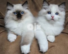 Home Raised Ragdoll Kittens  (Whatsapp at +972 54-390-9457) 0