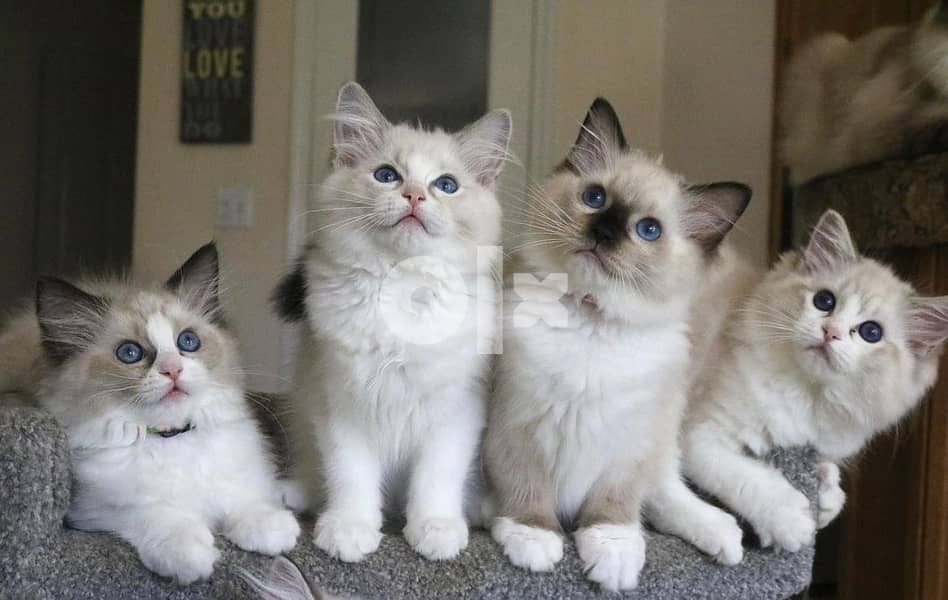 Whatsapp Me +966588993320 Ragdoll Kittens 1