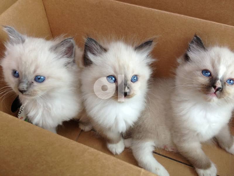 Whatsapp Me +966588993320 Ragdoll Kittens 2