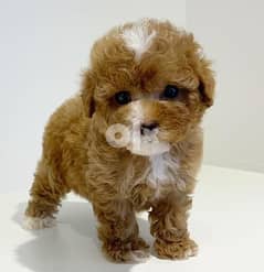 Playful and friendly teacup Poodle puppies. 0