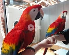 Talking Macaw parrots available now. 0