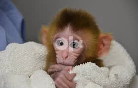Cute baby Capuchin monkeys availale now. 0