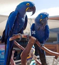 Hyacinth Macaw Parrots available now. 0