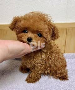 Adorable red teacup Poodle puppies available 0