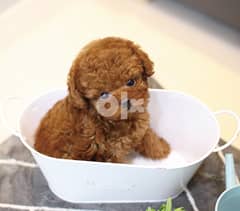 Healthy and playful teacup Poodles. 0