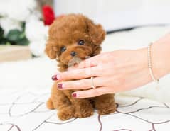 Playful and healthy, teacup Poodles now available. 0