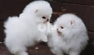 Healthy white teacup Pomeranian puppies available now. 0