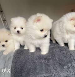Gorgeours Pomeranian Puppies for rehoming 0