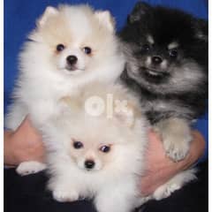 Pomeranian puppies Whatsapp/Viber. . . . . +306973610648 0