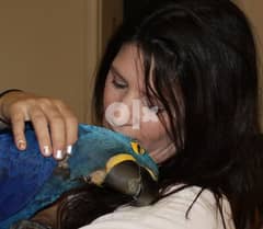 Hyacinth Macaw Parrot (WhatApp Messages +97339987365)) 0