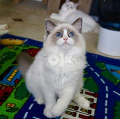 Ragdoll Kittens  ( Whatsapp at +972 54-390-9457 ) 0