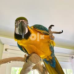 Blue and Gold Macaw Available  whatsapp (+923028567982) 0
