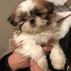 Male And Female Shih Tzu Puppies for sale 0