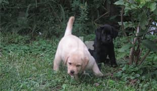 Labrador Puppies  Whatsapp Me (+40-721-600-187) 0