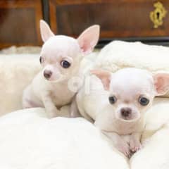 Pure Breed Chihuahua Puppies Available - Whatsapp +1 (724) 343-1722 0