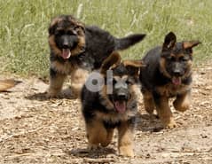 German Shepherd Puppies  Whatsapp at +972-543-909-457 0