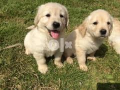 Whatsapp me (+40-721-600-187) Golden Retriever Puppies 0