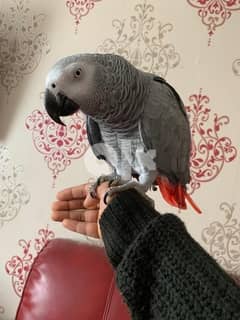 African grey parrots   whatsapp (+923028567982) 0