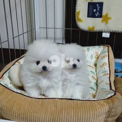 Beautiful Pomeranian Puppies. .  Whatsapp me at +38670114404 0