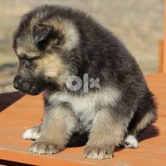 Whatsapp at +972-543-909-457  Quality German Shepherd Puppies 0