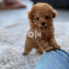 Toy poodle best sale puppies for adoption