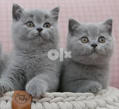 addorable little british shorthair kitten available for adoption 0