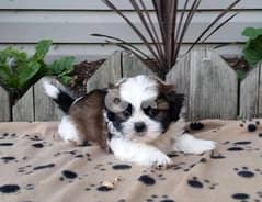 Whatsapp Me +966588993320 Fine Shih Tzu Puppies 0