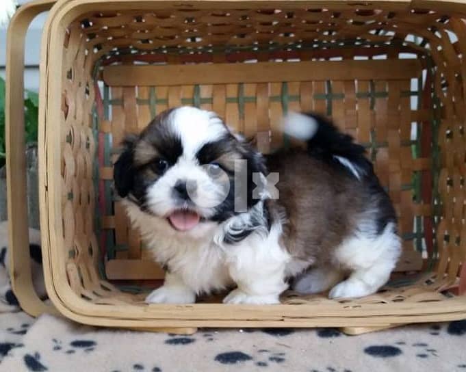 Whatsapp Me +966588993320 Fine Shih Tzu Puppies 1