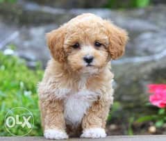 Sweet teacup Poodle puppies available for sale 0