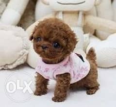 Beautiful teacup poodle puppies available. 0