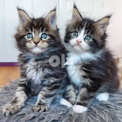 Maine Coon Kittens 0