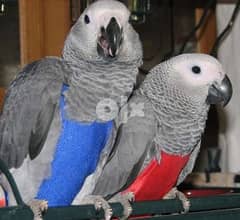 Lovely African Grey Parrots for sale 0
