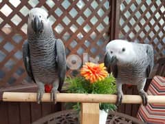 A Pair of Talking African Grey Parrots2 0