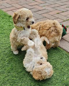 Home-raised Toy Poodle Puppies 0