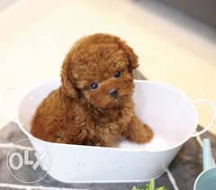 Potty train toy Poodle puppies available 0