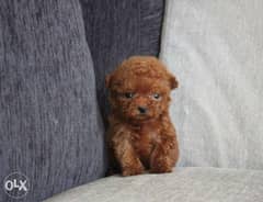 Teacup Poodle puppies available now 0