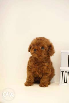 Adorable teacup Poodles available now 0