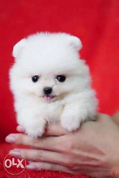 Teacup Pomeranian puppies available now 0