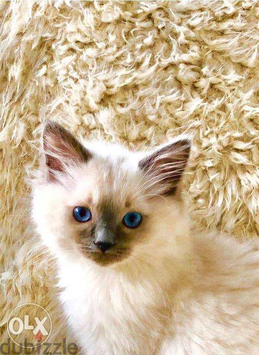 Beautiful Rag doll for sale and adoption 4